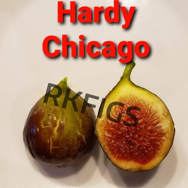 Hardy Chicago Fig Tree (Newly rooted)