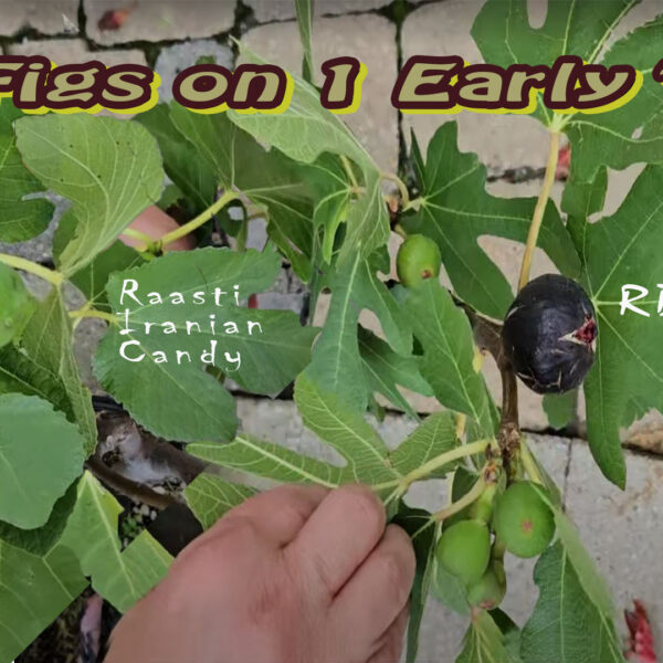 2-in-1 Early Tree Ron De Bordeaux & Iranian Candy Fig Tree (2 Years Old)