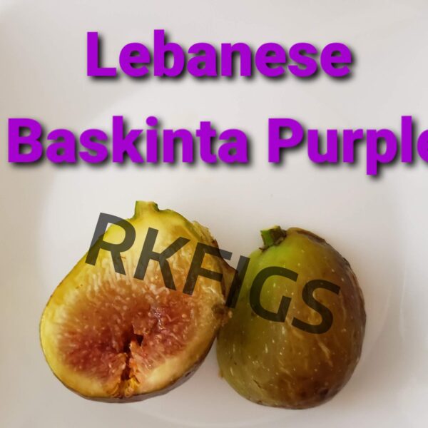 Lebanese Biscanta Purple Fig Tree (newly rooted)