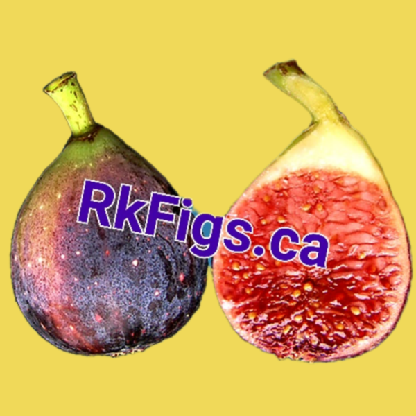Beers Black Fig Tree (Newly rooted)