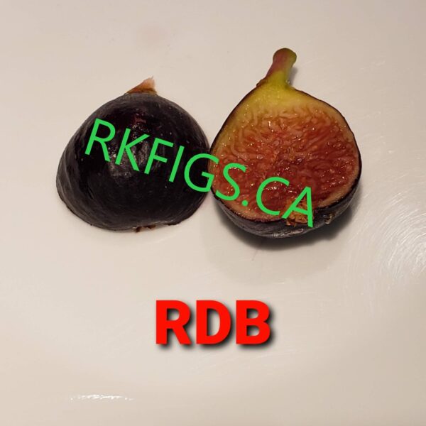 Ronde De Bordeaux Fig cuttings (6 Nodes 1-2 cuttings)